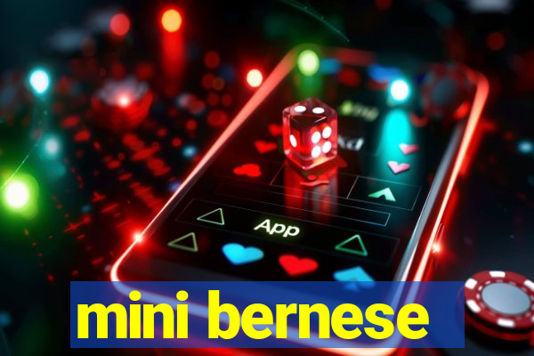 mini bernese
